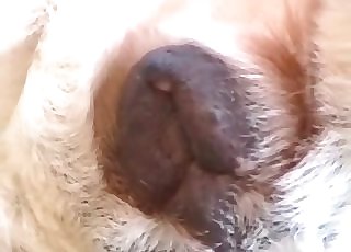 Splendid ZOO XXX porn session with wife