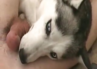 Husky sucks a cock with love