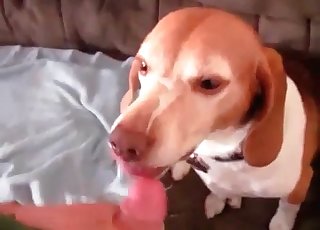 Cute puppy enjoying a stiff cock